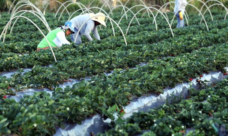 Brazlândia (DF) - Em setembro, diversas cidades do país promovem a festa do morango. Com tecnologia, agricultores conseguem colher a fruta o ano todo (Valter Campanato/Agência Brasil)