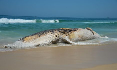 Rio de Janeiro - Baleia morta encalha na Praia do Arpoador, em Ipanema, na zona sul do Rio (Tomaz Silva/Agência Brasil)