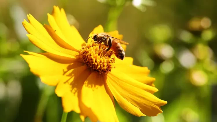Idoso morre após ser atacado por abelhas italianas, no interior do RN - Foto: Shutterstock / João Bidu
