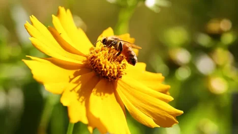 Idoso morre após ser atacado por abelhas italianas, no interior do RN - Foto: Shutterstock / João Bidu