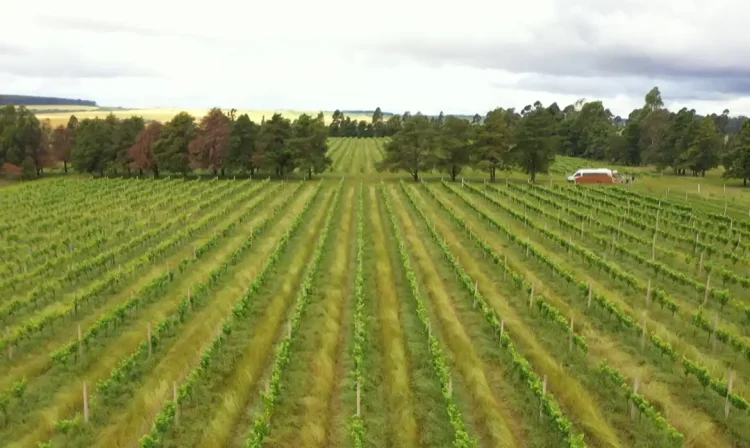 CAMPANHA GAÚCHA: O VINHO DOS PAMPAS