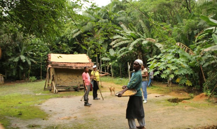 O sistema agrícola tradicional das comunidades quilombolas do Vale do Ribeira, no sudeste paulista