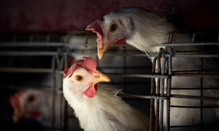 FILE PHOTO: Chickens sit in cages at a farm, as Argentina's government adopts new measures to prevent the spread of bird flu and limit potential damage to exports as cases rise in the region, in Buenos Aires, Argentina February 22, 2023. Reuters/Mariana Nedelcu/Proibida reprodução