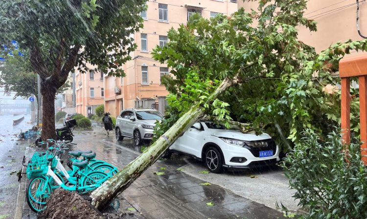 A fallen tree is seen on the streets amid heavy rainfall, after Typhoon Bebinca made landfall in Shanghai, China September 16, 2024. REUTERS/Xihao Jiang