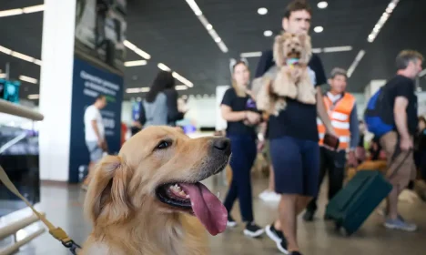 Brasília (DF) 28/04/2024 Tutores de pets fazem protesto no Aeroporto Juscelino Kubitschek de Brasília cobrando justiça pela morte do Golden Retriever Joca, durante viagem aérea. Foto: Fabio Rodrigues-Pozzebom/ Agência Brasil