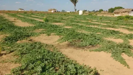 Conflitos no campo atingem recorde 2023, mas área em disputa diminuiu