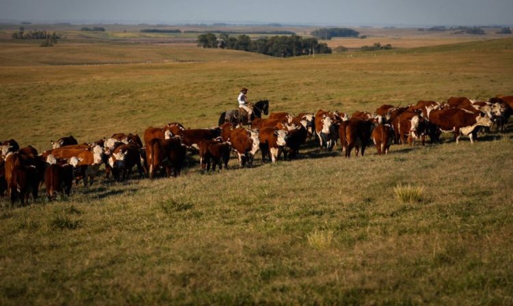 bovino, agropecuária