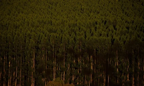 Eucaliptos, Floresta plantada