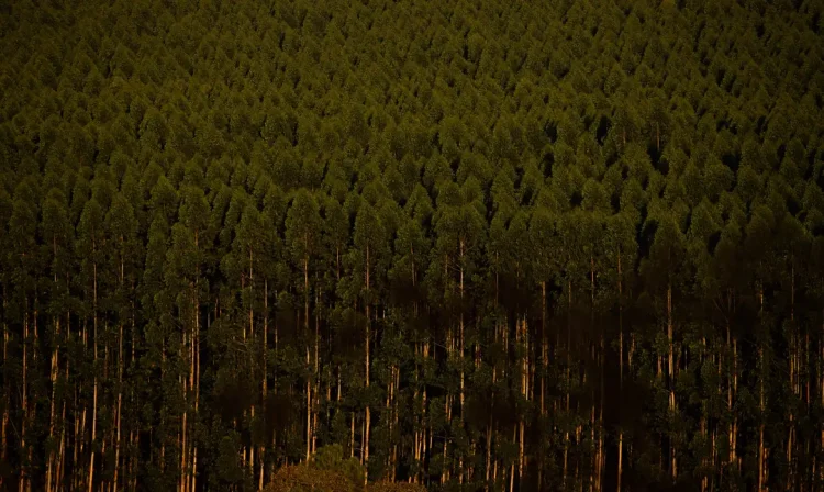 Eucaliptos, Floresta plantada