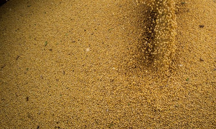 Colheita de soja, soja, grãos