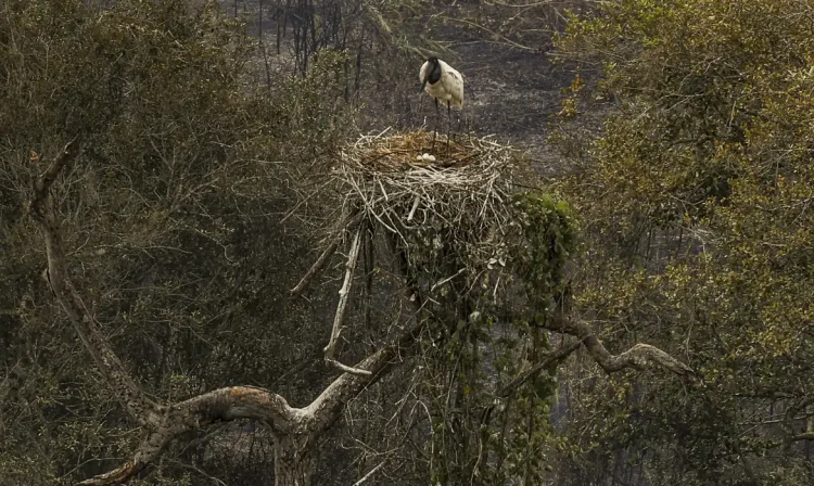 Corumbá (MS), 30/06/2024 - Tuiuiú, ave símbolo do Pantanal, proteje seu ninho em meio aos incêndios florestais no Pantanal. Foto: Marcelo Camargo/Agência Brasil