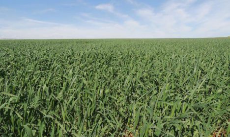 Lavoura de trigo irrigado no cerrado em MG