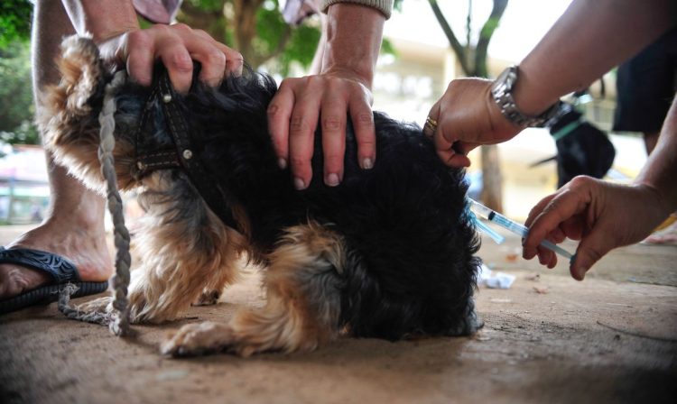 DF vacina cães e gatos na área urbana