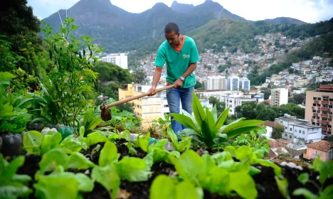 Projeto mobiliza moradores das comunidades pacificadas implementando agricultura sustentável em hortas comunitárias. Na foto, o morador do Morro da Formiga, Wallace da Silva Rosa (Tomaz Silva/Agência Brasil)