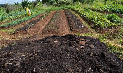 Sítio Pinheiro, na região de Brazlândia, no DF. A produção de alimentos orgânicos no sistema de agroflorestas vem ganhando destaque entre produtores rurais (Antonio Cruz/Agência Brasil)