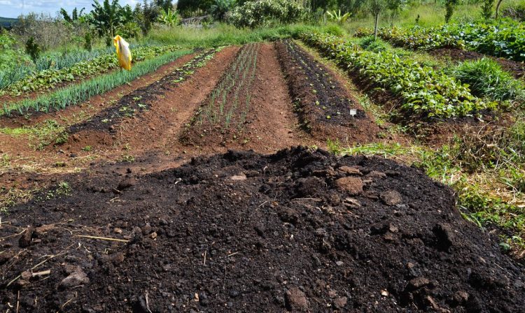 Sítio Pinheiro, na região de Brazlândia, no DF. A produção de alimentos orgânicos no sistema de agroflorestas vem ganhando destaque entre produtores rurais (Antonio Cruz/Agência Brasil)