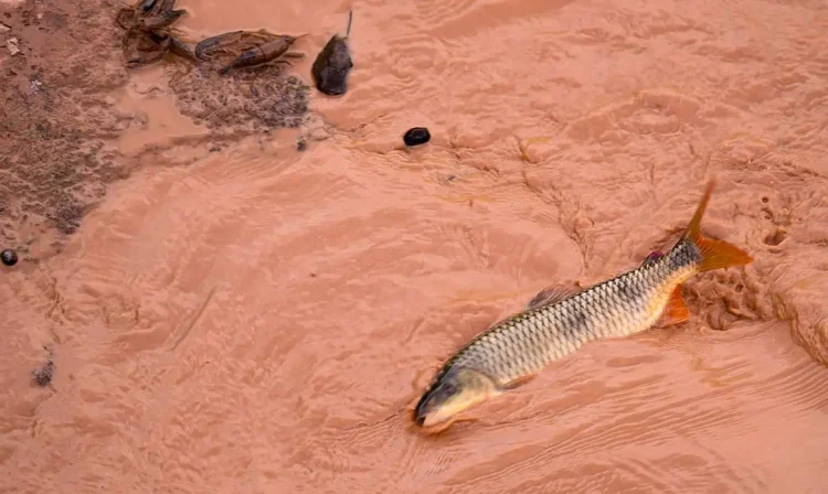 Governador Valadares (MG) - Passagem da lama pelo Rio Doce, por causa do rompimento de duas barragens em Mariana, Minas Gerais, causa desastre ambiental (Leonardo Merçon/Instituto Últimos Refúgios/Divulgação)
