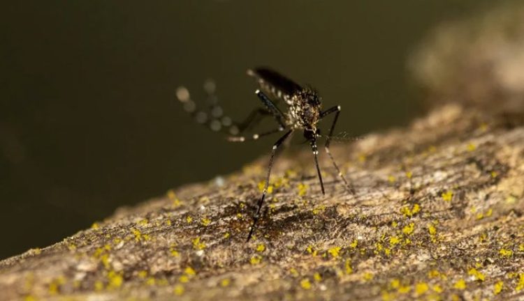 Assim-como-dengue-e-zika-o-chikungunya-tambem-e-transmitido-pelo-mosquito-Aedes-aegypti-Foto-Sean-Werle-INaturalist