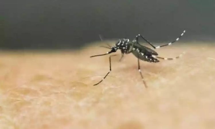 Mosquito-Aedes-Aegypti-e-o-transmissor-da-Dengue-Zika-e-Chikungunya