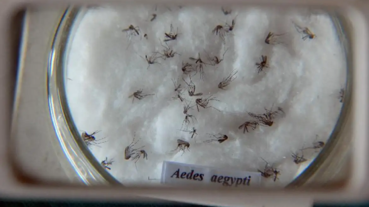 Mosquito aedes aegypti é o propagador da dengue. No Brasil, casos tem aumentado. Foto: Agência Brasil.