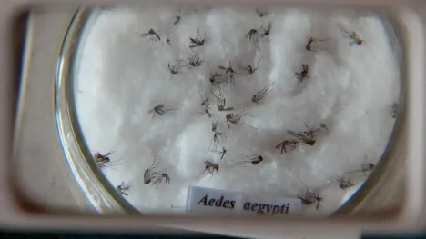 aedes aegypti