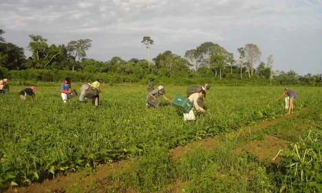 Agricultores familiares fazem colheita manual de feijão-caupi