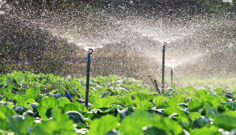 Agricultura Irrigada. Foto: Divulgação Idema