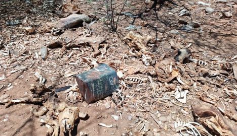 Animais mortos encontrados na zona norte de Caicó - (FOTOS: Isaac Wendel)