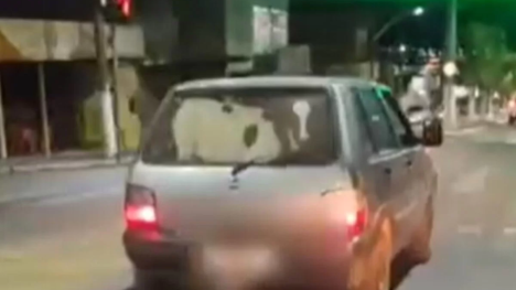 Bezerro sendo transportado em porta malas de carro em Goiás. Foto: Reprodução.