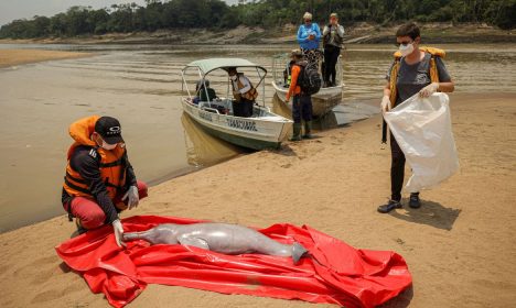 Pesquisadores do Instituto de Desenvolvimento Sustentável Mamirauá retiram boto morto do Lago Tefé, no Amazonas

REUTERS/Bruno Kelly