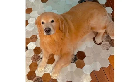 Brasília (DF) 24/04/2024 - Cachorro morre após ser transportado pela Gol para o estado errado
Golden retriever saiu de Guarulhos (SP) e deveria ter sido encaminhado para Sinop (MT), mas acabou embarcado em um voo para Fortaleza (CE).
Foto: João Fantazzini/Instragram