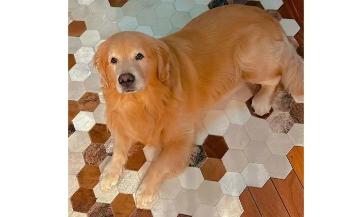 Brasília (DF) 24/04/2024 - Cachorro morre após ser transportado pela Gol para o estado errado
Golden retriever saiu de Guarulhos (SP) e deveria ter sido encaminhado para Sinop (MT), mas acabou embarcado em um voo para Fortaleza (CE).
Foto: João Fantazzini/Instragram