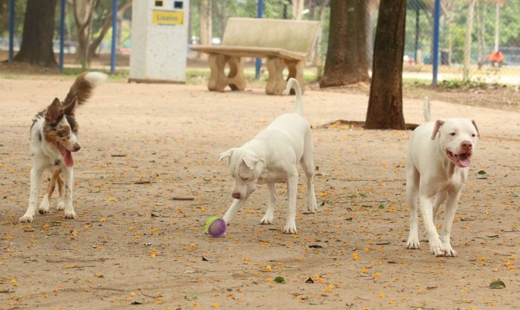 Tutores com cães no Parcão, espaço exclusivo para cachorros, na Praça Ayrton Senna do Brasil.