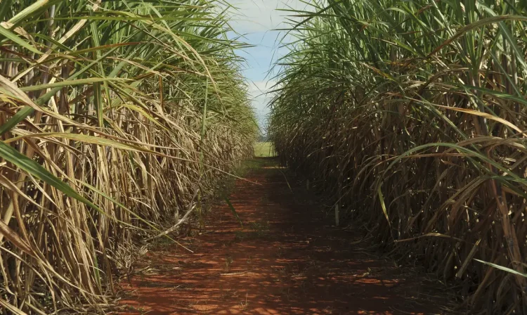 Plantação de cana-de-açúcar, usada para produzir açúcar e etanol