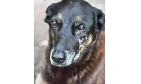 28.01.2026 - Cão Orelha, morto por adolescentes em SC. Foto: Polícia Civil de Santa Catarina