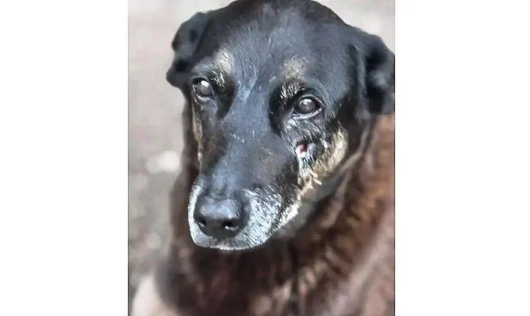 28.01.2026 - Cão Orelha, morto por adolescentes em SC. Foto: Polícia Civil de Santa Catarina