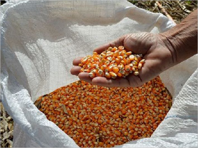 Os responsáveis devem comparecer à Secretaria de Agricultura de Caicó, portando documento de identificação, no horário das 7h às 13h