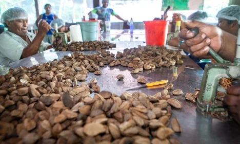 Mesa onde se quebram as castanhas. Processamento da castanha na mini usina da Comunidade do Rio Novo, um afluente do rio Iriri na Terra do Meio.