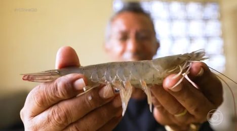 Do laboratório ao viveiro: startup nordestina leva ciência ao agronegócio e fatura com camarão no RN — Foto: Reprodução/Tv Globo