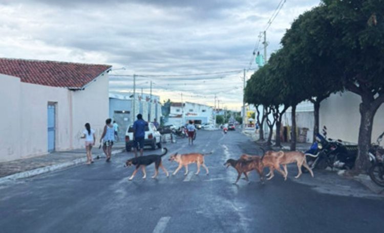 Animais de rua na cidade de Cruzeta