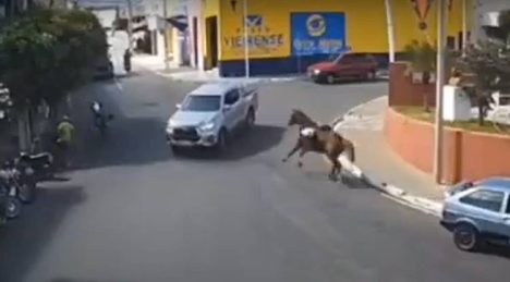 Cavalo em disparada acabou batendo no carro