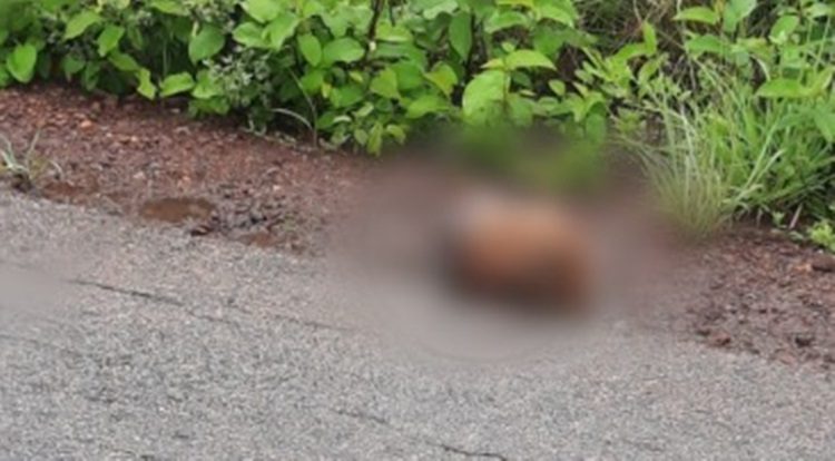 Cabeça humana foi encontrada na margem da rodovia