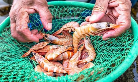 MPA anuncia período de defeso dos Camarões nas Regiões Sudeste e Sul do Brasil. Foto: MPA/Divulgação