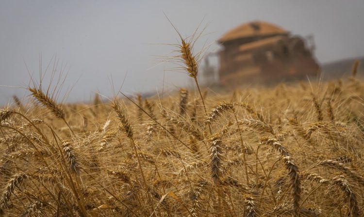 Colheitadeira, Colheita de trigo, grãos