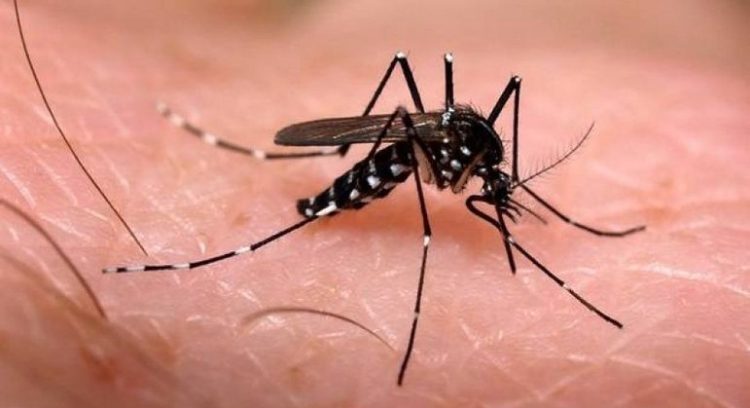 dengue 06052022112018560