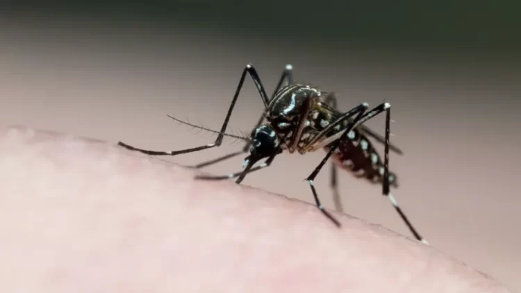 O mosquito Aedes aegypti é o transmissor do vírus da dengue. Foto: Joao Paulo Burini/GettyImages