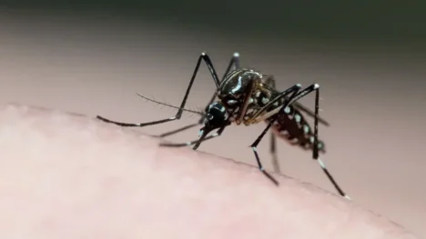 O mosquito Aedes aegypti é o transmissor do vírus da dengue. Foto: Joao Paulo Burini/GettyImages