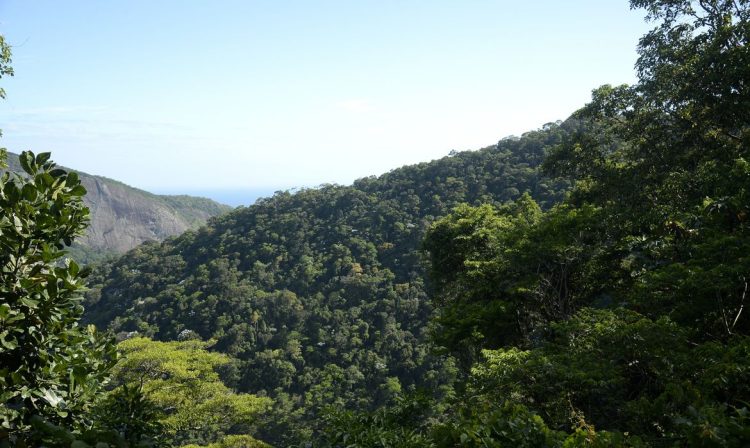 Vista da mata atlântica na Floresta da Tijuca, no Rio de Janeiro