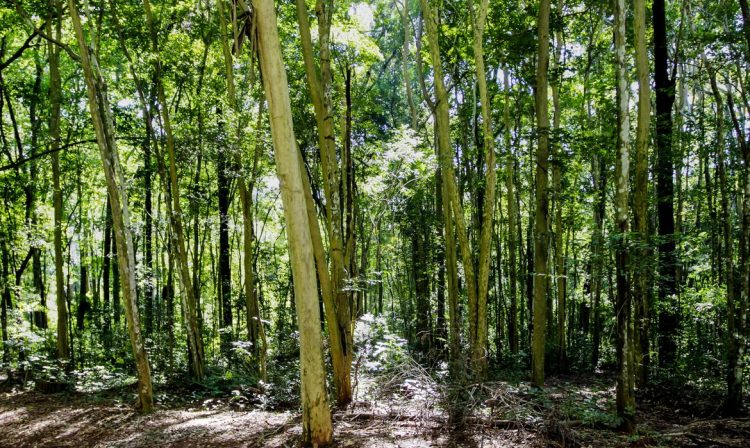 Rio Claro-SP, 19/06/2013, O Horto Florestal Edmundo Navarro de Andrade, fundado em 1909, é conhecido como o