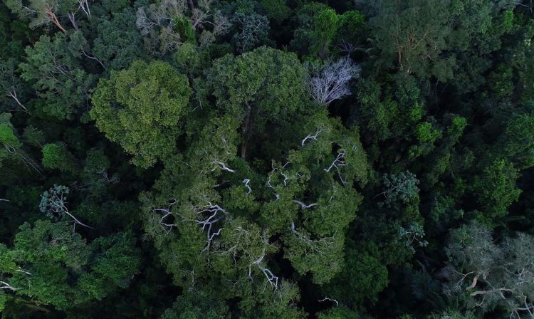 Floresta amazônica vista de cima.